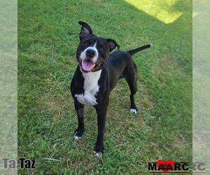 Mutt Dogs for adoption in Maryville, TN, USA