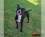 Taz - Male Mutt Dog for Adoption - Small photo