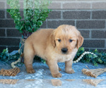 Small #2 Golden Retriever