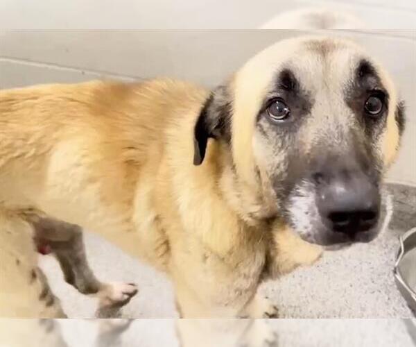 Medium Photo #1 Anatolian Shepherd-Unknown Mix Puppy For Sale in Houston, TX, USA