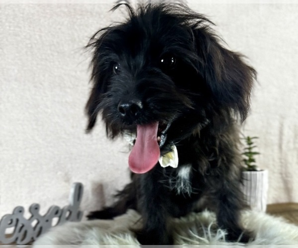 Medium Photo #1 YorkiePoo Puppy For Sale in NAPPANEE, IN, USA