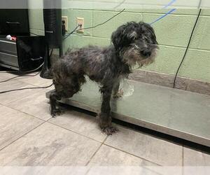 Miniature Schnauzer-Unknown Mix Dogs for adoption in Grand Prairie, TX, USA