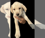 Puppy 7 American Staffordshire Terrier-Labrador Retriever Mix