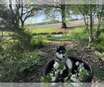 Small #1 Siberian Husky