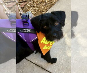 Moxie - Female Mutt Dog for Adoption - Photo #9