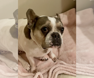 Skylar - Female French Bulldog Dog for Adoption - Photo #10