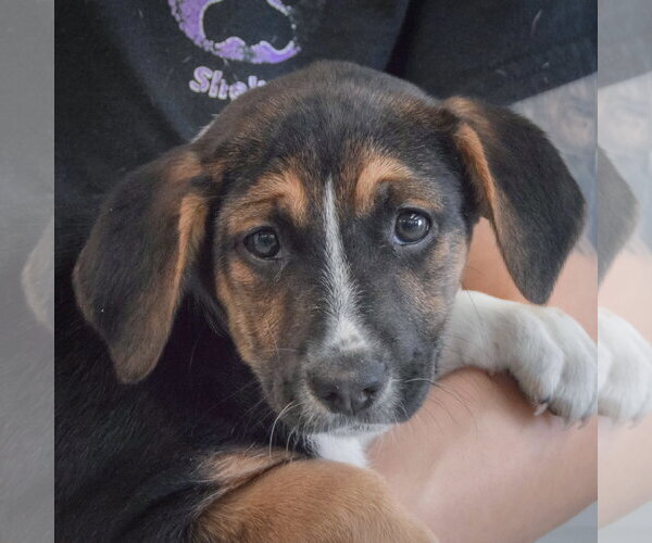Medium Photo #5 Beagle-Unknown Mix Puppy For Sale in Huntley, IL, USA