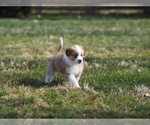 Small Photo #13 Miniature Australian Shepherd Puppy For Sale in ELMHURST, IL, USA