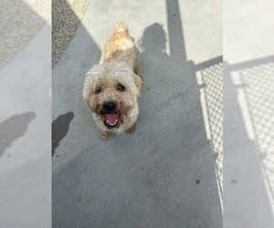 Poodle (Miniature) Dogs for adoption in Rancho Cucamonga, CA, USA