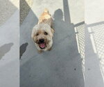 Small Poodle (Miniature)