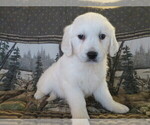 Small Photo #4 English Cream Golden Retriever Puppy For Sale in SHILOH, OH, USA