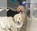 Small Photo #3 Goldendoodle Puppy For Sale in VALENCIA, CA, USA