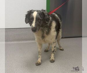 Rascal - Male Aussiedoodle Miniature  Dog for Adoption - Photo #2