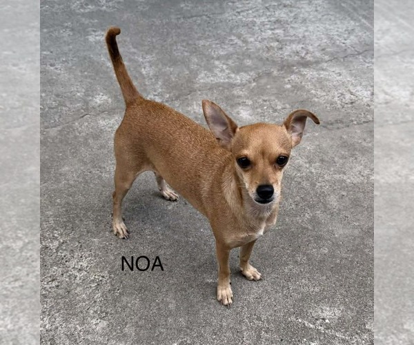 Medium Photo #1 Rat-Cha Puppy For Sale in Princeton, MN, USA