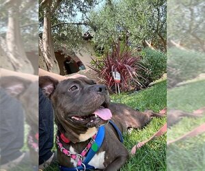 Staffordshire Bull Terrier Dogs for adoption in Lake Elsinore, CA, USA