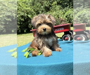 Yorkshire Terrier Puppy for sale in NACOGDOCHES, TX, USA