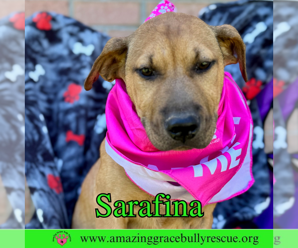 Medium Photo #6 Bulldog-Labrador Retriever Mix Puppy For Sale in Pensacola, FL, USA