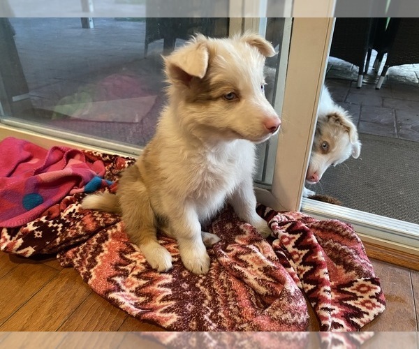 Medium Photo #7 Border Collie Puppy For Sale in CHULA VISTA, CA, USA