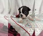Small #1 Boston Terrier