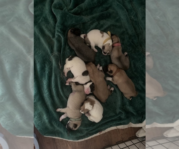 Medium Photo #2 Belgian Malinois-Great Pyrenees Mix Puppy For Sale in APPLETON, NY, USA
