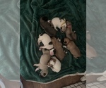 Small Photo #2 Belgian Malinois-Great Pyrenees Mix Puppy For Sale in APPLETON, NY, USA