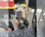Small American Pit Bull Terrier