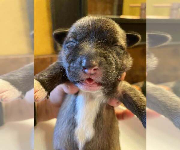 Medium Photo #6 Mutt Puppy For Sale in Imlay City, MI, USA
