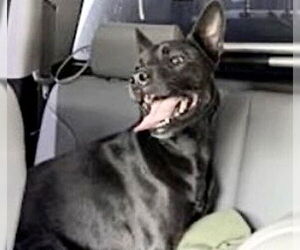 Labrador Retriever Dogs for adoption in Houston, TX, USA