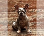 Small Photo #9 French Bulldog Puppy For Sale in GLENDORA, CA, USA