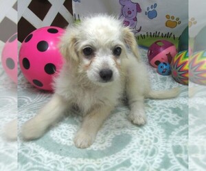 Maltipoo Puppy for sale in RATTAN, OK, USA