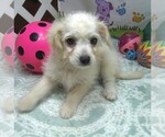 Image preview for Ad Listing. Nickname: Sierra