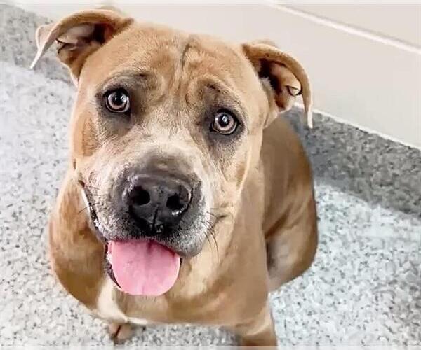 Medium Photo #3 Mutt Puppy For Sale in Houston, TX, USA