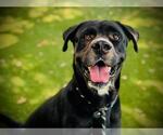 Small #2 Rottweiler Mix