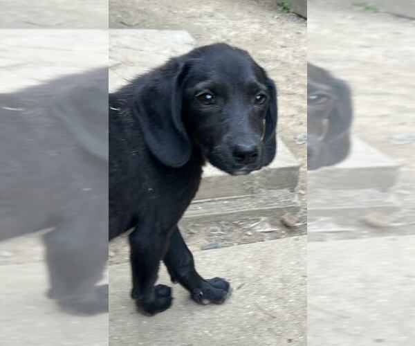 Medium Photo #6 Labrador Retriever-Unknown Mix Puppy For Sale in Aurora, IN, USA
