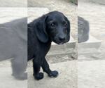 Small #5 Labrador Retriever Mix