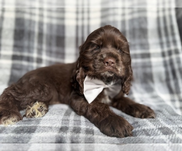 Medium Photo #5 Cocker Spaniel Puppy For Sale in LAKELAND, FL, USA