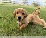 Small #1 Golden Retriever
