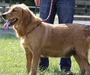Mother of the Golden Retriever puppies born on 12/03/2026