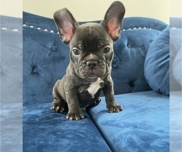 Medium Photo #3 French Bulldog Puppy For Sale in CORONA DEL MAR, CA, USA