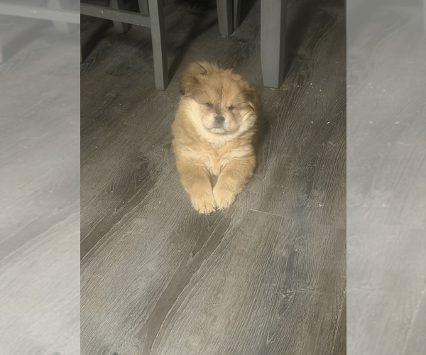 Medium Photo #3 Chow Chow Puppy For Sale in YUCCA VALLEY, CA, USA