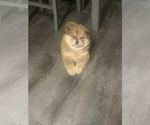 Litter of 3 - Male(s) and Female(s) Chow ChowLitter of Puppies for Sale - Photo #3