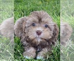 Small Photo #2 Lhasa-Poo Puppy For Sale in CANOGA, NY, USA