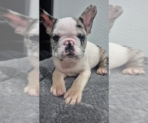 French Bulldog Puppy for sale in RIVERSIDE, CA, USA