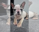 Small French Bulldog
