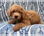 Small Photo #1 Miniature Labradoodle Puppy For Sale in LAKELAND, FL, USA
