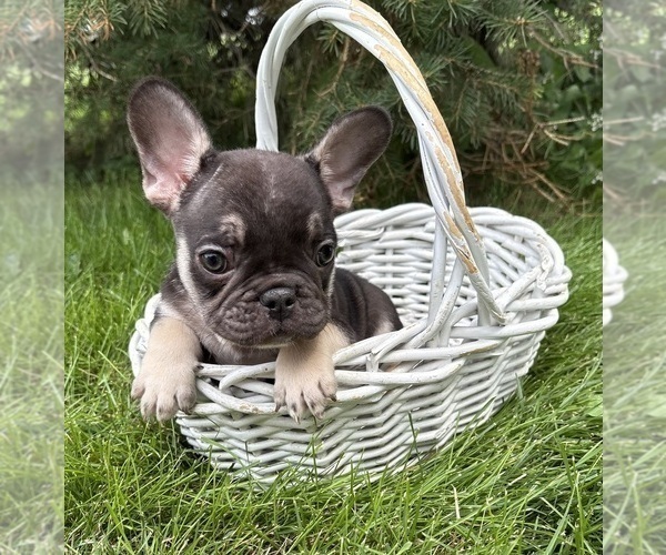 Medium Photo #3 French Bulldog Puppy For Sale in MIDDLEBURY, IN, USA