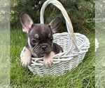Small #2 French Bulldog