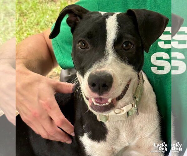 Medium Photo #7 Labrador Retriever-Unknown Mix Puppy For Sale in Washington, DC, USA