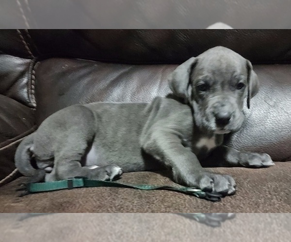Medium Photo #24 Great Dane Puppy For Sale in OGDEN, UT, USA