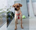 Small Photo #4 Chiweenie Puppy For Sale in Phoenix, AZ, USA